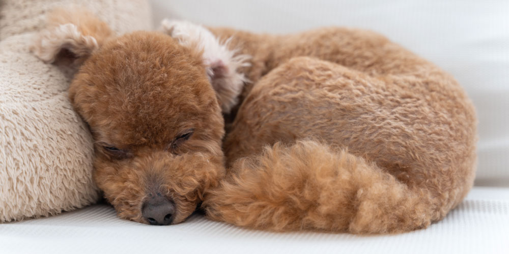 ペットホテルについて