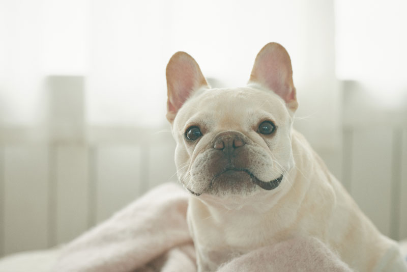 ペットホテル（宿泊）