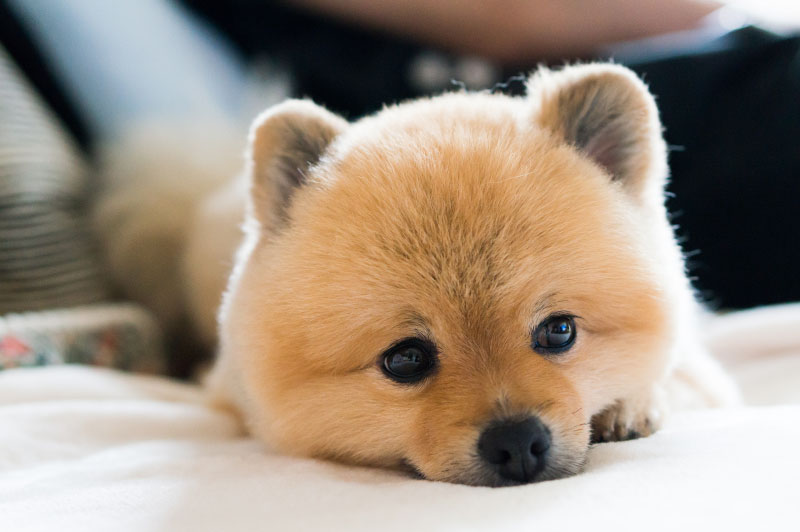 ショートステイ（短時間お預かり）