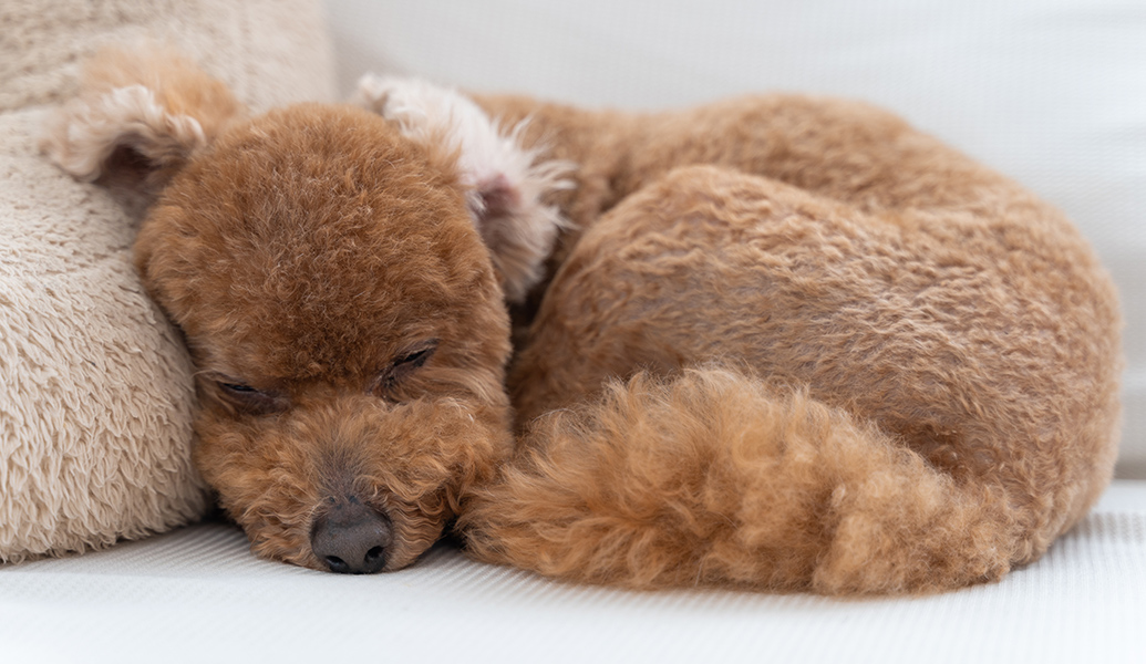 ペットホテルについて